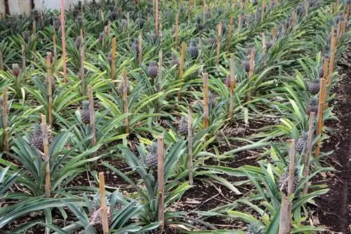 Dekorativ ananas - Ananas comosus