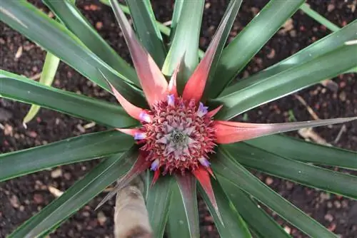 Ornamental ananas - Ananas comosus