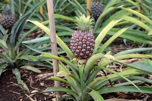 Ornamental ananas - Ananas comosus