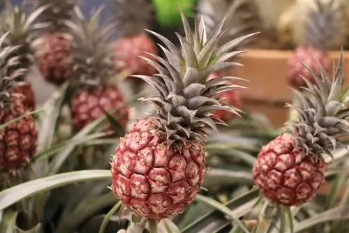 Ornamental ananas: alt om pleje og formering af Kindel