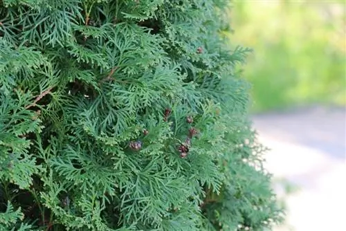 Thuja barat