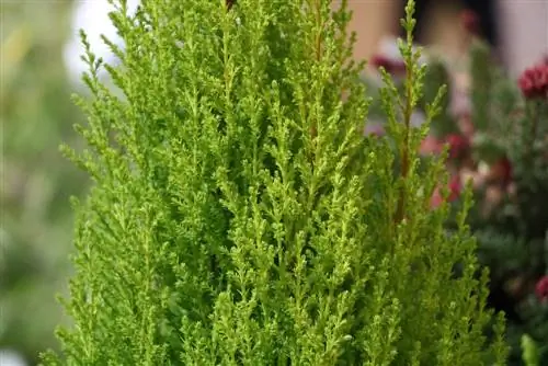 Giữ cây lá kim trong chậu - cây thuja, cây bách và cây bách xù tên lửa