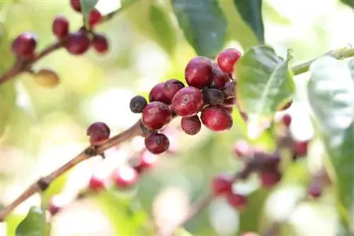 Cespuglio di caffè - Coffea arabica