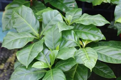 שיח קפה - Coffea arabica