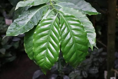 Cespuglio di caffè - Coffea arabica