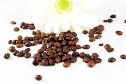 কফি মটরশুটি - Coffea arabica