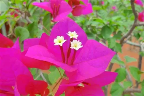 Triplet na bulaklak - Bougainvillea