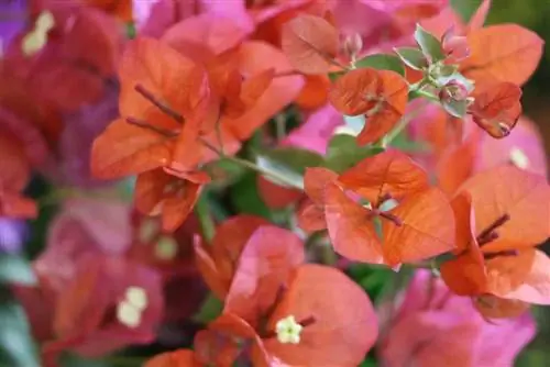 Triplet na bulaklak - Bougainvillea