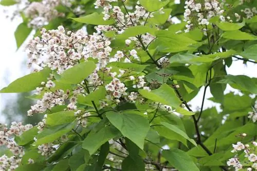 درخت شیپور - Catalpa bignonioides