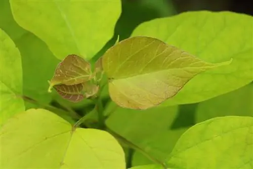 Truba ağacı - Catalpa bignonioides