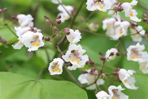 Сурнай дарагы - Catalpa bignonioides