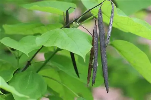 Drzewo trąbkowe - Catalpa bignonioides