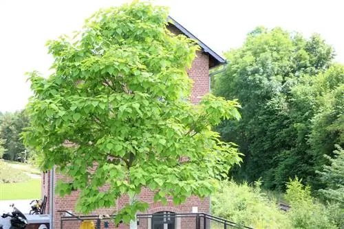 Prendersi cura adeguatamente dell'albero della tromba: piantare e tagliare