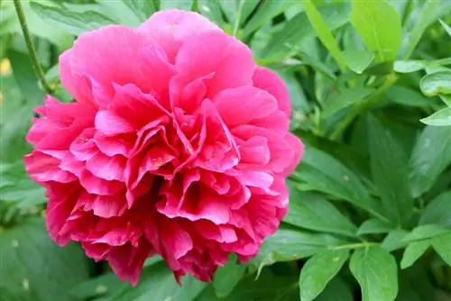 Peonies