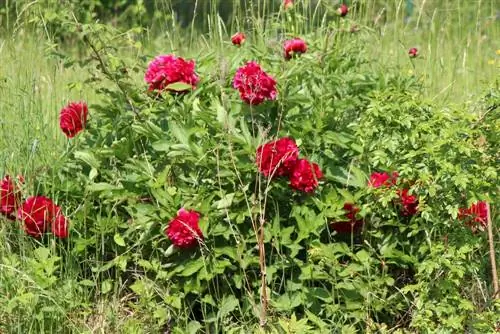 Pioenrozen planten, verdelen en verplanten: zo werkt het