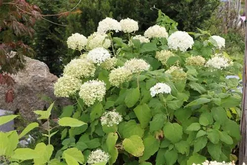 Hortensia bola de nieve - Annabelle - Hydrangea arborescens