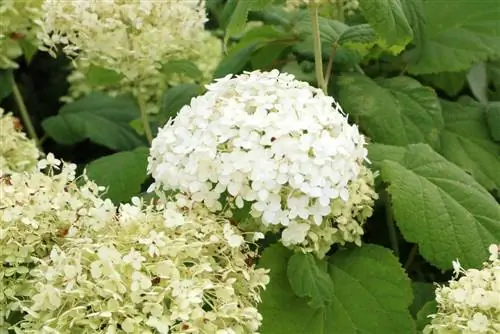 Hydrangea Annabelle - hoa cẩm tú cầu tuyết