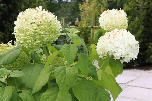 Hydrangea Annabelle: Kujdesi dhe prerja e hydrangea kulpër