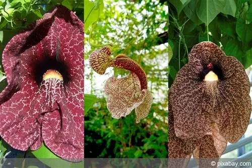 Enredadera de pipa - Aristolochia