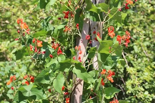 Løpebønne - Phaseolus coccineus