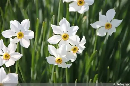 Narcissus poeticus, bakung penyair