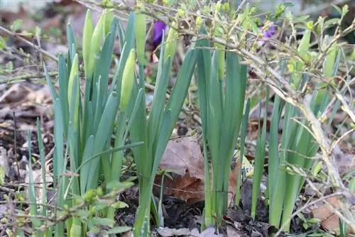 Narcissus poeticus, runoilijan narsissi