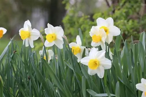 Narcissus poeticus, narciso do poeta - cuidado de A-Z