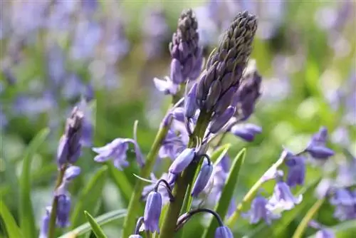 Harebells - Hyacinthoides