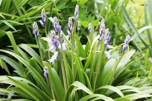 Harebells - Hyacinthoids