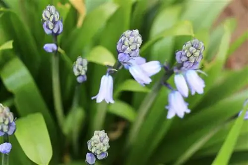 Harebells - ผักตบชวา