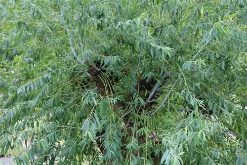 Weeping willow Salix