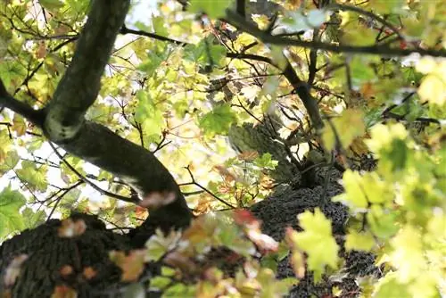 Norway maple - Acer platanoides