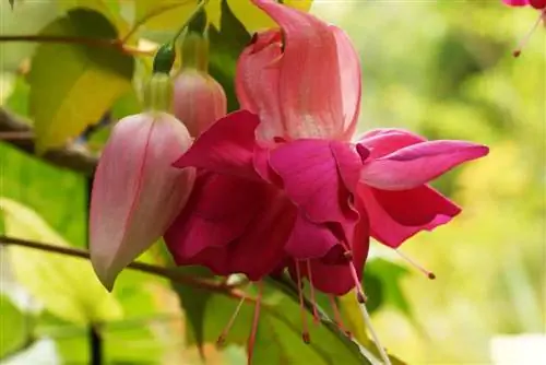 Fuchsia - fucsia