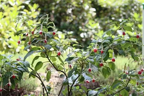 Fuchsia luar ruangan: 4 fuchsia kuat untuk luar ruangan dan dalam wadah