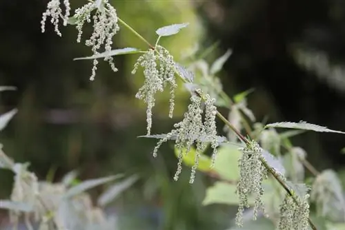 Nettle seeds