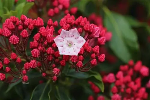 დაფნის ვარდი, Kalmia latifolia - მთის დაფნის მდებარეობა და მოვლა