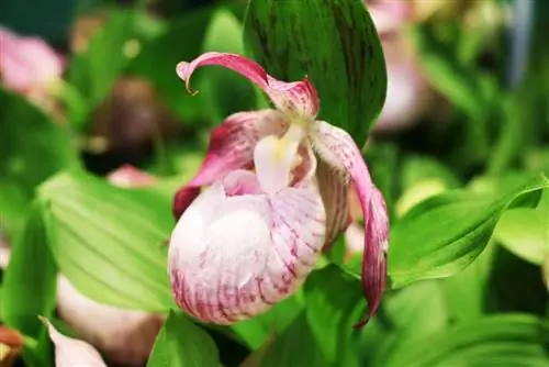 Orhideja ženski copatek Cypripedium