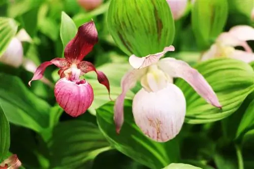 بساتين الفاكهة Cypripedium - رعاية النعال سيدة هاردي