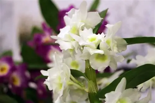 Orchidee heeft verwelkte bladeren - zo kun je ze weer in vorm krijgen