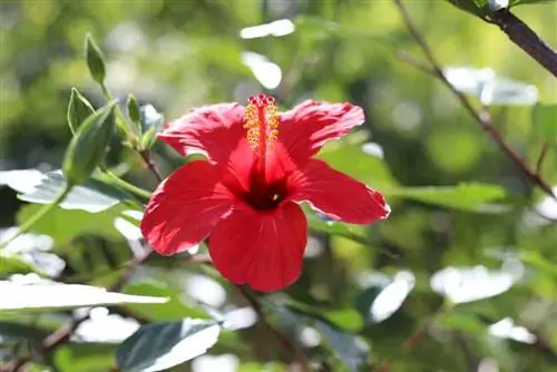 Hibiscus Newbiscus XXL - sorg vir die reuse-hibiskus