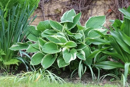 white-edged hosta - gray leaf