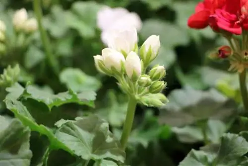 Geranium - pelargonium pelargonium