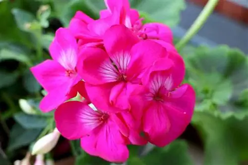 Geranium – Pelargonium pelargonium