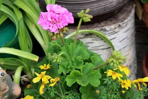 Geranium - pelargonium pelargonium