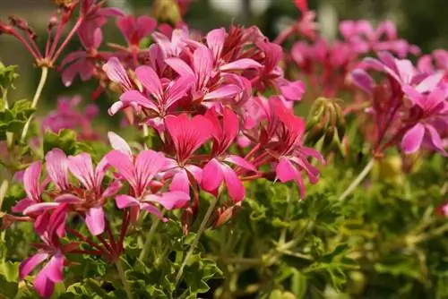 Géranium - Pélargonium pélargonium