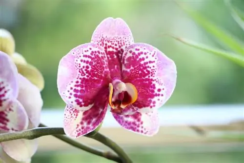 Orchidaceae فالاينوبسيس - بساتين الفاكهة الفراشة