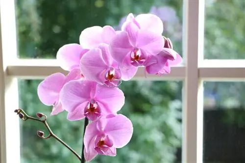 Npauj Npaim orchid - qhov no yog qhov koj tuaj yeem saib xyuas Phalaenopsis