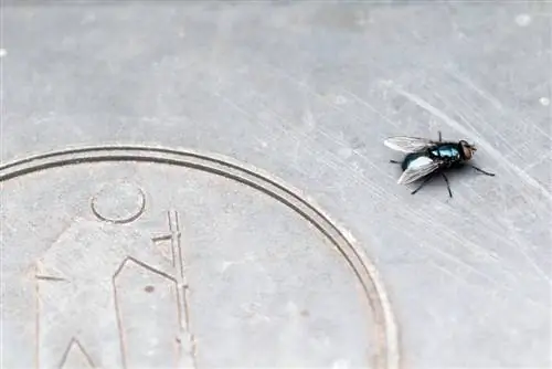 Bouteille bleue - Mouche dorée