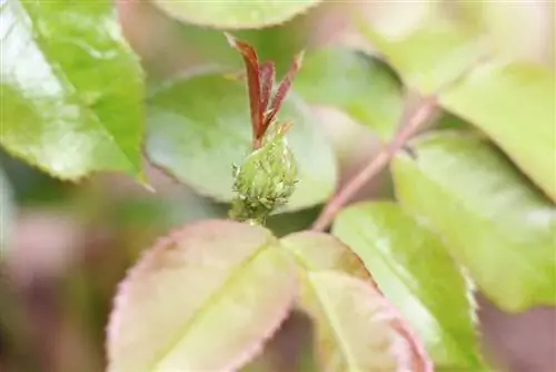 pulgões verdes em uma planta rosa