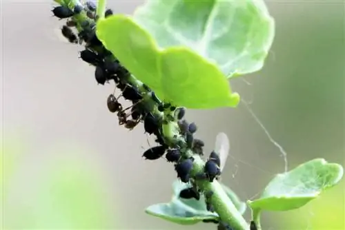 aphid nyeusi